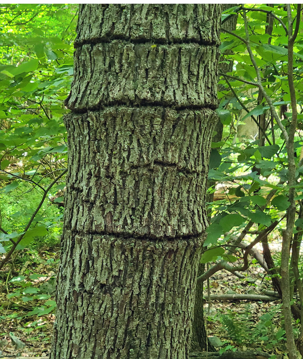 Yellow-bellied sapsuckers, a member of the woodpecker family, bore holes in trees to harvest sap; they also eat the insects that happen to get trapped in the sap flow. A series of holes are frequently made horizontally along the tree trunk, with new horizontal series just above or below the original. After a few years, the scars formed in the trunk resemble rings not too unlike what would happen to a tree with a cable or clothesline left on the trunk after it grew too wide for the rope or cable.